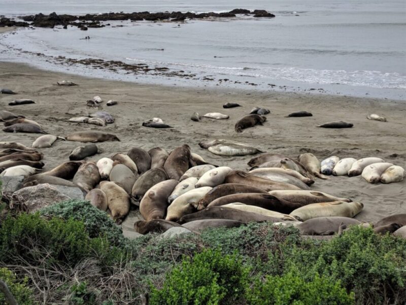 elephant seals near San Simeon and Morro Bay, California - things to do in Morro Bay