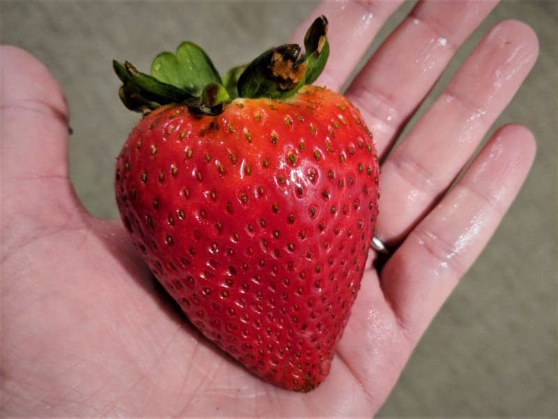 farmers market strawberry from California - things to do in Morro Bay