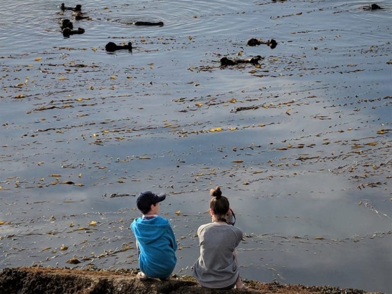kids at Morro Rock looking at otters in Morro Bay