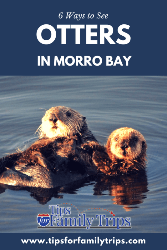 Otters in Morro Bay image with photo and text. Photo of mother and baby otter.