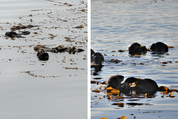 comparison photos of otters in Morro Bay