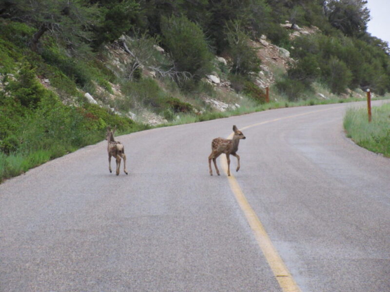 Deer at Great Basin National Park