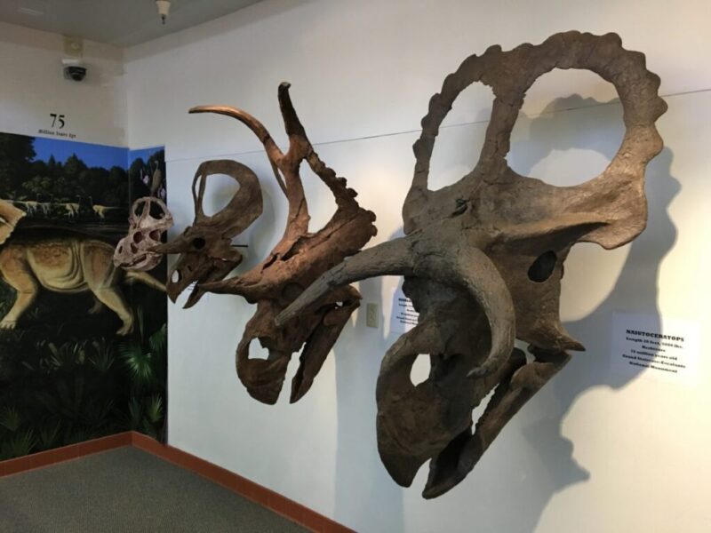 Ceratopsian skulls at Big Water Visitor Center, Grand Staircase-Escalante National Monument, near Glen Canyon Dam