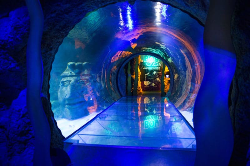 SEA Life Aquarium Orlando Tunnel Tips for Family Trips