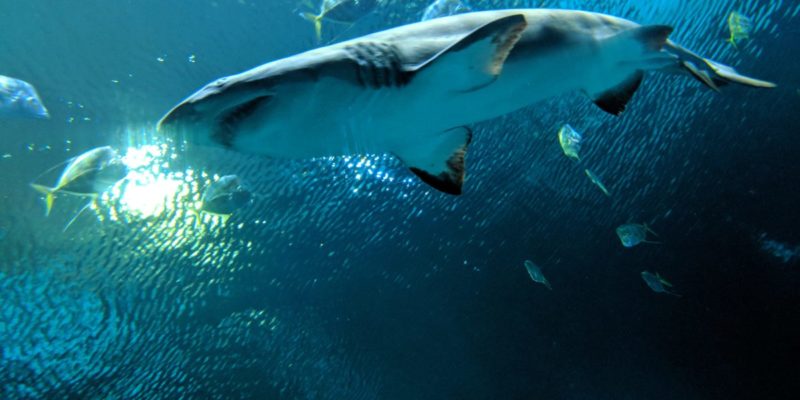 Shark Reef Aquarium at Mandalay Bay in Las Vegas