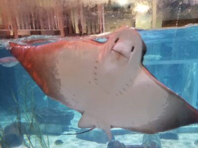 sting ray at SeaQuest Utah interactive aquarium