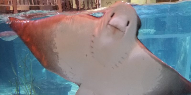 sting ray at SeaQuest Utah interactive aquarium