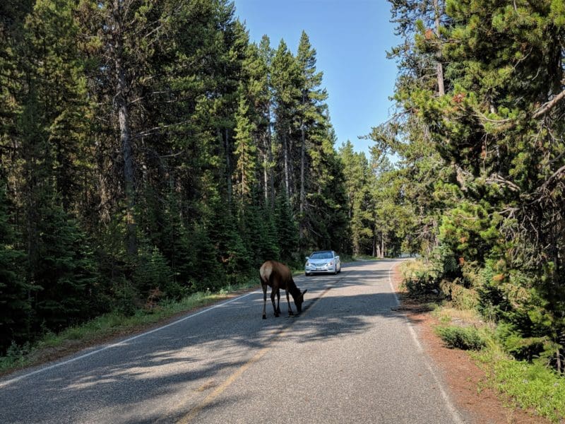 Elk on road - First Trip to Yellowstone