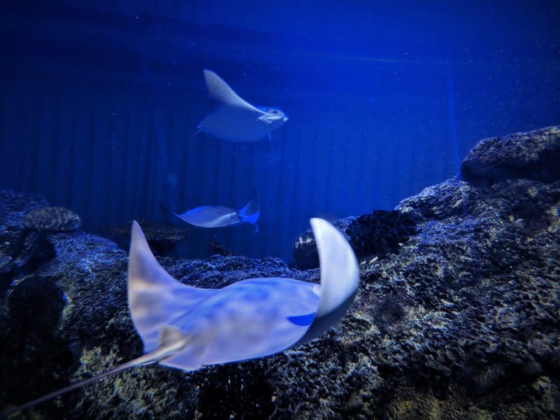 Stingrays at Shark Reef Aquarium at Mandalay Bay in Las Vegas