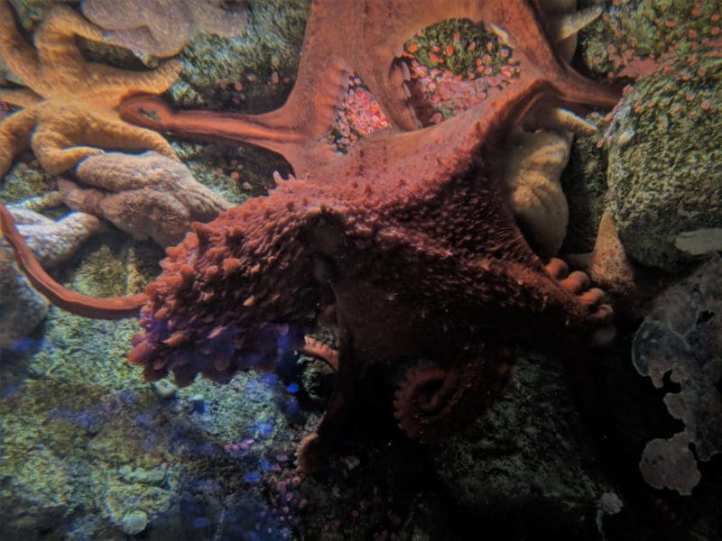 Octopus at Shark Reef Aquarium at Mandalay Bay in Las Vegas