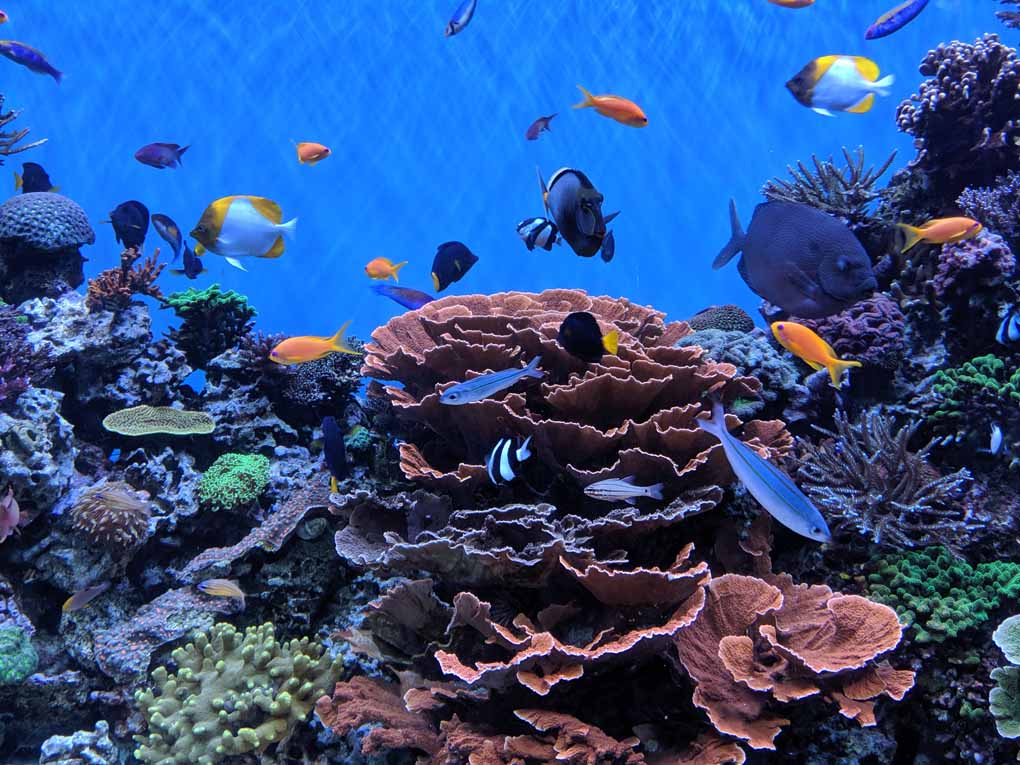 Tips for Visiting the Monterey Bay Aquarium - Tips For Family Trips