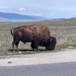 12 Fun Things to Do at Antelope Island State Park