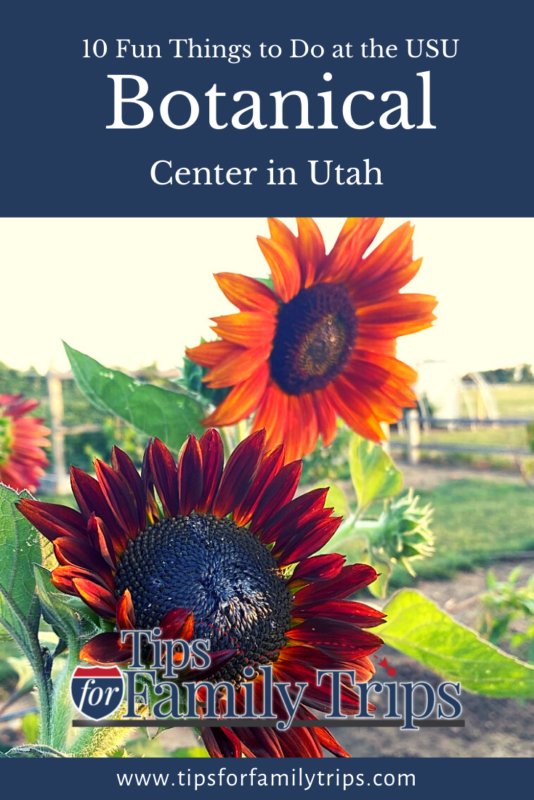 sunflowers at USU Botanical Center in Kaysville, Utah