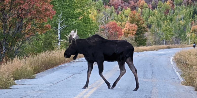 moose near Snowbasin Resort in Utah in the fall