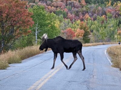 moose near Snowbasin Resort in Utah in the fall
