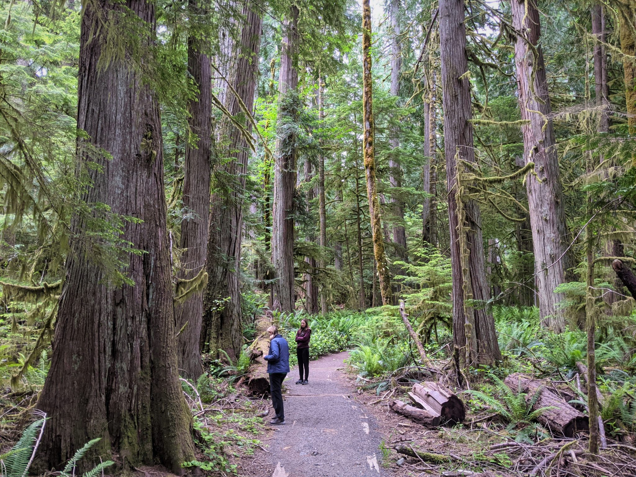 Tips for Your First Trip to Olympic National Park - Tips For Family Trips